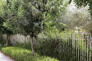 Grün Pflanzen und Blumen wachsen entlang ein Zaun im ein Stadt Park. foto