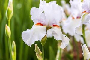 ein Weiß bärtig Iris blüht im das früh Morgen Licht foto