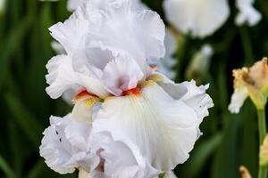 ein Weiß bärtig Iris blüht im das früh Morgen Licht foto