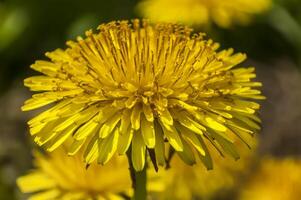 der Blumen Löwenzahn foto