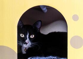 schwarz Katze im Haustier Stand foto