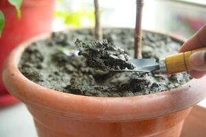 halten Garten Schaufel mit fruchtbar Boden, Pflanzen ein klein Pflanze auf Stapel von Boden, foto