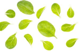 grüne Spinatblätter isoliert auf weißem Hintergrund foto