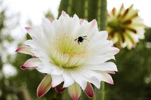 Nahaufnahme einer großen Blume eines Cereaus-Kaktus mit einer Hummel, die über den Pollen fliegt. foto