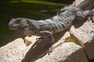 grüner Leguan von Mexiko foto