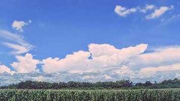 ländliche Landschaft. Maisfelder auf dem Land sind heller Himmel. foto