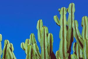 Hintergrund Natur. cactus cereus peruvianus. blauer Himmelshintergrund foto