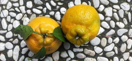 Foto von kernlosen süßen Orangen aus Japan
