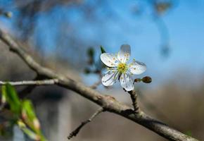 frühlingsblühende Pflaume, Kirschpflaume foto