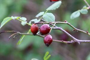 ein Rose Hüfte wächst und Bären Obst im ein Stadt Park im Israel. foto