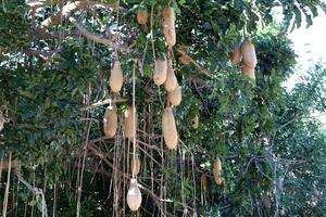 Brotfrucht im ein Stadt Park im Israel. foto