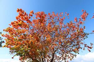 Ast von ein hoch Baum gegen ein Hintergrund von Blau Himmel. foto