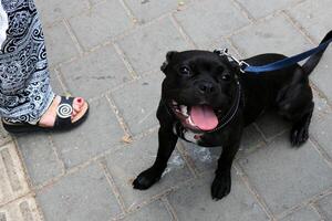 ein Hund auf ein gehen im ein Stadt Park. foto