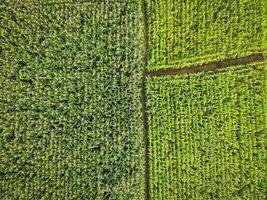 Luftbild Feld Umwelt Wald Natur Landwirtschaft Bauernhof Hintergrund, Textur des grünen Baumes Draufsicht Maisfeld von oben foto