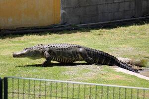 ein Krokodil Leben im ein Kindergarten im Nord Israel. foto