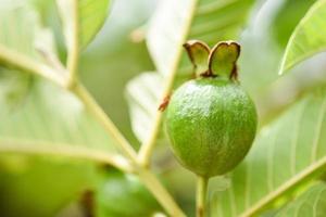 Guavenfrucht auf Guavenbaum im grünen Hintergrund der Natur foto