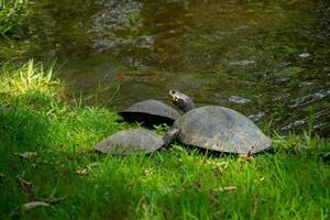 Amazonasschildkröten in einer Lagune foto