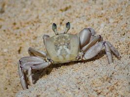 eine Krabbe am Strand foto