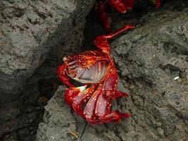 sally light foot crab foto