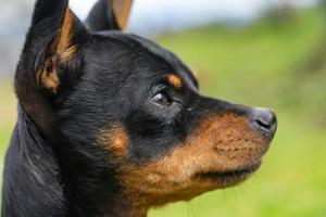 ein Chihuahua-Profil foto
