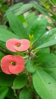 schöne rote kleine Blume auf dem grünen Blatt foto