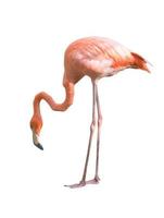 Flamingovogel isoliert foto