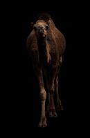Arabisches Kamel steht im Dunkeln foto