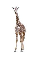 junge Giraffe isoliert foto