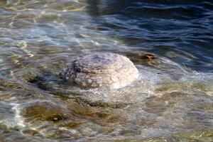 das tot Meer ist ein geschlossen, endorheisch Körper von Wasser im das Mitte Osten zwischen Israel und Jordanien. foto