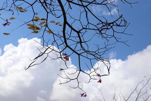 Ast von ein hoch Baum gegen ein Hintergrund von Blau Himmel. foto