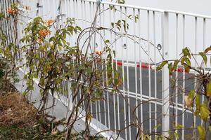 Grün Pflanzen und Blumen wachsen entlang ein Zaun im ein Stadt Park. foto