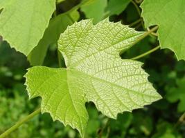 Weinrebe vitis vinifera foto