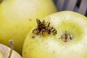 Bienen Futter auf ein Apfel foto