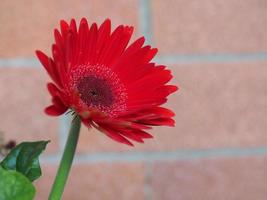 rote Gerbera-Gänseblümchen-Blume foto