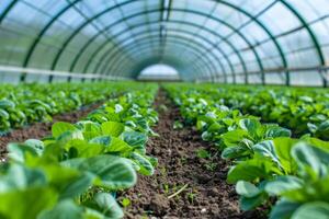 Reihen von Grün Pflanzen wachsend im Gewächshaus Bauernhof. Konzept von Landwirtschaft, Nachhaltigkeit und organisch Essen Produktion foto