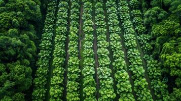 Antenne Aussicht von üppig Grün Reihen von Tabak Pflanzen im Bauernhof Feld Plantage foto