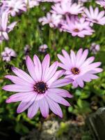 schön zart lila Rosa Blumen Hintergrund, saisonal Vorlage, Natur und Blumen- Hintergrund foto