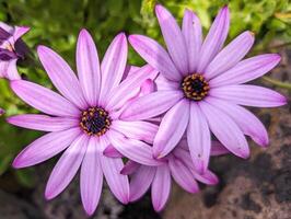 schön zart lila Rosa Blumen Hintergrund, saisonal Vorlage, Natur und Blumen- Hintergrund foto