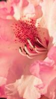 Makro von zart schön Rosa Magenta Blume im das Garten, Flora und Pflanzen Hintergrund foto