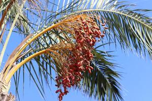 Termine sind reif auf ein hoch Palme Baum im ein Stadt Park. foto