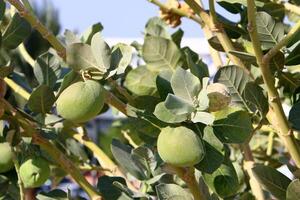 Adams Apfel Früchte und Blumen im ein Stadt Park im Israel. foto