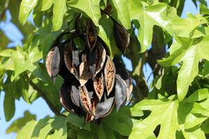 Brachychiton wachsend im ein Stadt Park im Israel. foto