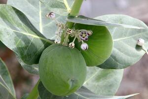 Adams Apfel Früchte und Blumen im ein Stadt Park im Israel. foto