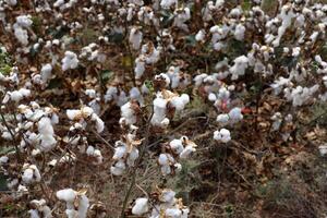 Baumwolle ist ein Pflanze Ballaststoff Das Abdeckungen Baumwolle Saat foto