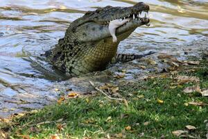 ein Krokodil Leben im ein Kindergarten im Nord Israel. foto