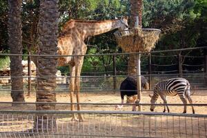 Zaun in einem Stadtpark in Israel. foto