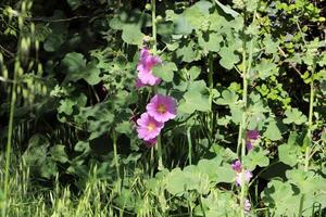 Grün Pflanzen und Blumen schließen hoch. abstrakt natürlich Hintergrund gemacht von Pflanzen und Blumen. foto