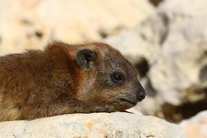 das Hyrax Lügen auf heiß Steine erhitzt durch das Sonne. foto