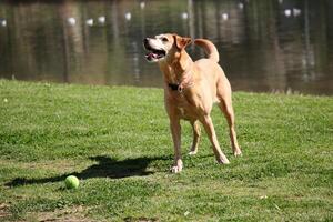 ein Hund auf ein gehen im ein Stadt Park. foto