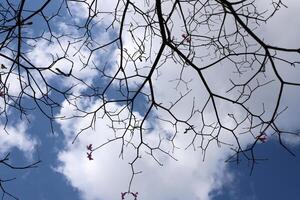 Ast von ein hoch Baum gegen ein Hintergrund von Blau Himmel. foto